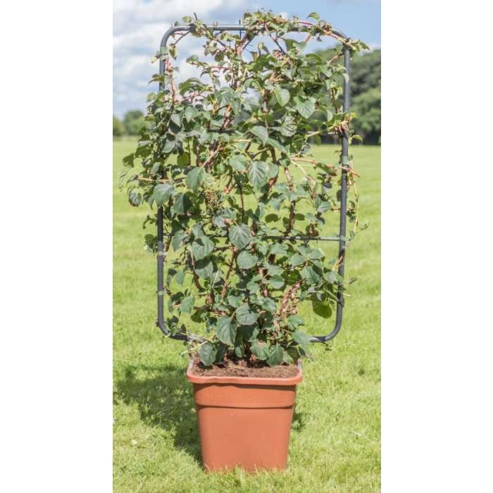 4ft Hydrangea Trellis | 18L Trough | Hydrangea petiolaris 1 4ft Hydrangea Trellis | 18L Trough | Hydrangea petiolaris