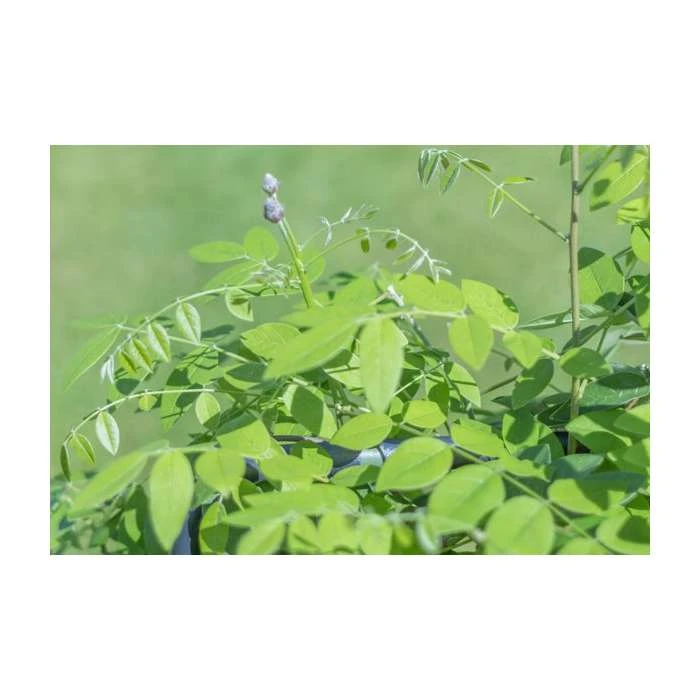 4ft Wisteria Trellis | 18L Trough | Wisteria Floribunda 'Black Dragon' 2 4ft Wisteria Trellis | 18L Trough | Wisteria Floribunda 'Black Dragon' - Image 2