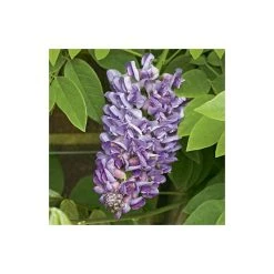 4ft Wisteria Trellis | 18L Trough | Wisteria Floribunda 'Black Dragon' 5 4ft Wisteria Trellis | 18L Trough | Wisteria Floribunda 'Black Dragon' -Roots Shop PL800818L add image 2 0460