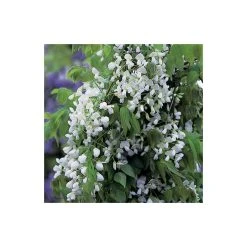 4ft Wisteria Trellis | 18L Trough | Wisteria brachybotrys 'Shiro|Kapitan' -Roots Shop PL800918L add image 2 3608