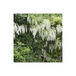 4ft Wisteria Trellis | 18L Trough | Wisteria brachybotrys 'Shiro|Kapitan' -Roots Shop PL800918L add image 3 d57e