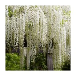 2-3ft Wisteria floribunda 'Alba' | 3L Pot