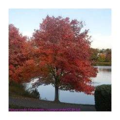 Acer rubrum | Canadian Red Maple Tree | 9L Pot | 120-150cm