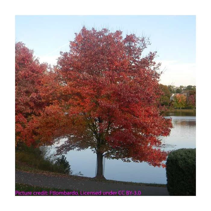 Acer rubrum | Canadian Red Maple Tree | 9L Pot | 120-150cm 1 Acer rubrum | Canadian Red Maple Tree | 9L Pot | 120-150cm