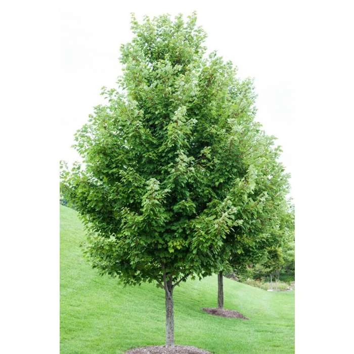 Acer rubrum | Canadian Red Maple Tree | 9L Pot | 120-150cm 2 Acer rubrum | Canadian Red Maple Tree | 9L Pot | 120-150cm - Image 2