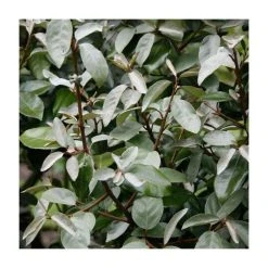 20cm Elaeagnus ebbingei | 9cm Pot