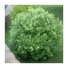 20cm Pittosporum tenuifolium | 9cm Pot