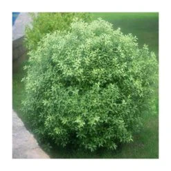 20cm Pittosporum tenuifolium | 9cm Pot