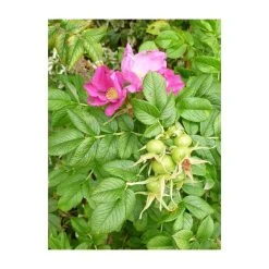 20cm Rosa rugosa 'Frau Dagmar Hastrup' | 9cm Pot