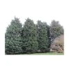30cm Leyland Cypress | Cupressocyparis leylandii 'Haggerston Grey' | 9cm Pot