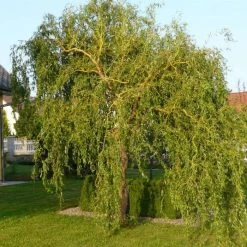 Corkscrew Willow | Salix Matsudana 'Tortousa'