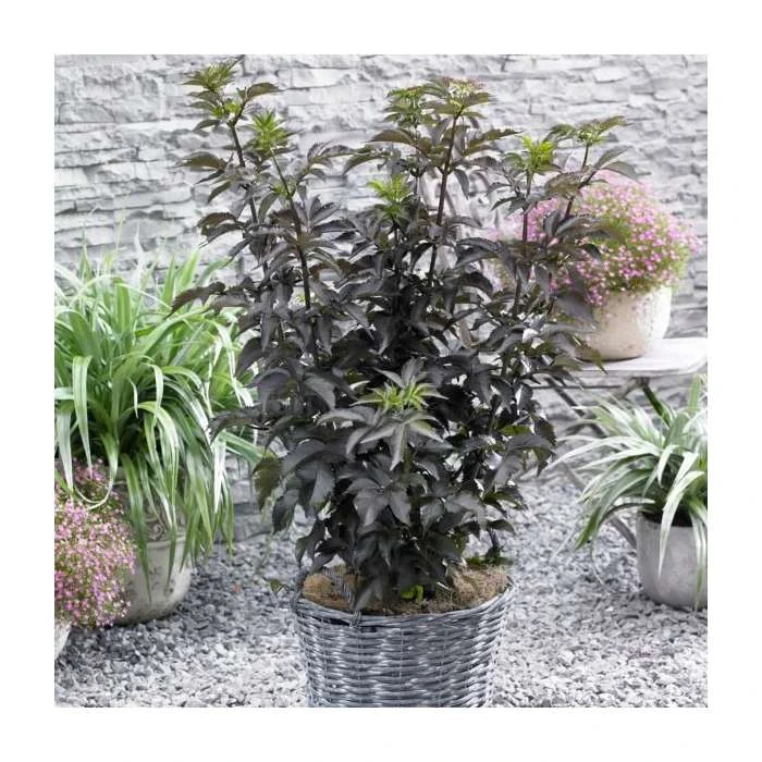 5 x 15 - 20cm Sambucus nigra 'Black Tower' | 9cm Pots 1 5 x 15 - 20cm Sambucus nigra 'Black Tower' | 9cm Pots