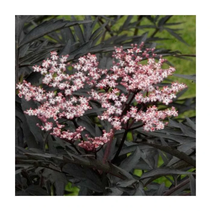 5 x 15 - 20cm Sambucus nigra 'Black Tower' | 9cm Pots 2 5 x 15 - 20cm Sambucus nigra 'Black Tower' | 9cm Pots - Image 2
