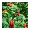 Sorbus aucuparia | Rowan Tree
