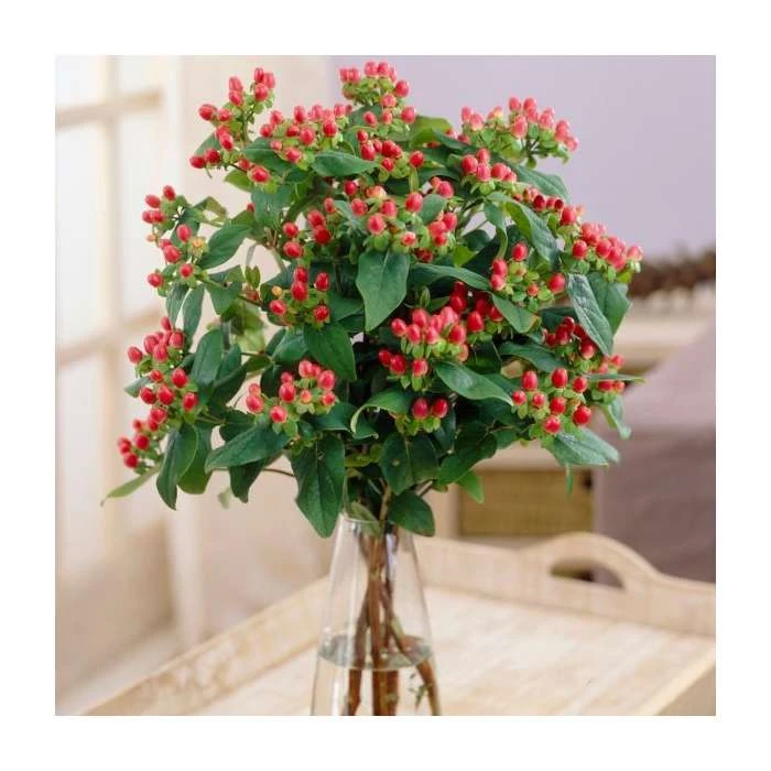 15 - 20cm Hypericum x inodorum (Magical Red Flame) | St. John's Wort | 9cm Pot 2 15 - 20cm Hypericum x inodorum (Magical Red Flame) | St. John's Wort | 9cm Pot - Image 2