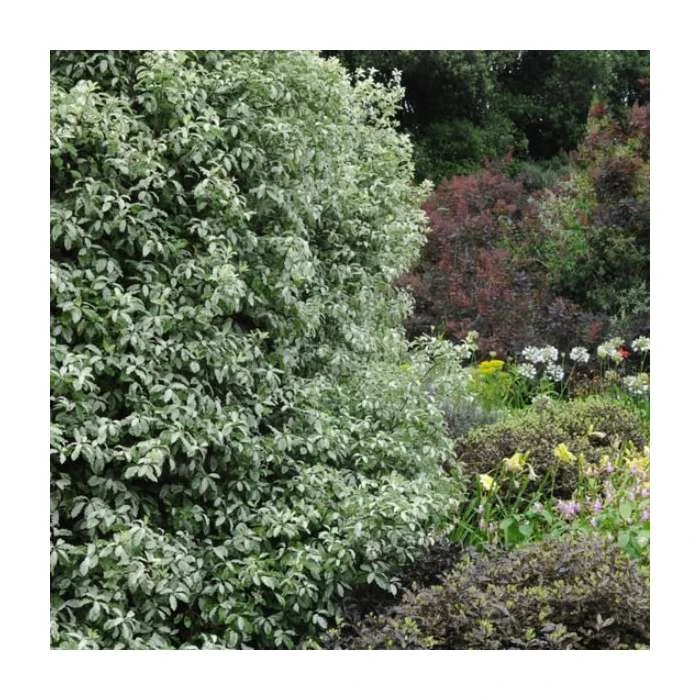 15 - 20cm Pittosporum tenuifolium 'Victoria' | 9cm Pot 1 15 - 20cm Pittosporum tenuifolium 'Victoria' | 9cm Pot