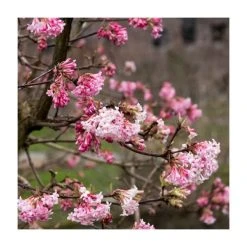 15 - 20cm Viburnum x bodnantense 'Dawn' | 9cm Pot