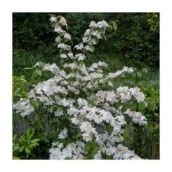 10 - 15cm Viburnum plicatum 'Lanarth' | 9cm Pot