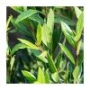10 - 15cm Laurus nobilis 'Little Ragu' | 9cm Pot