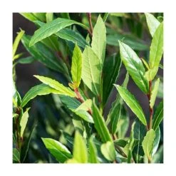 10 - 15cm Laurus nobilis 'Little Ragu' | 9cm Pot