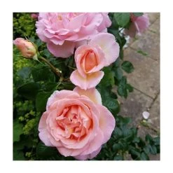 Sweet Syrie | Climbing Rose