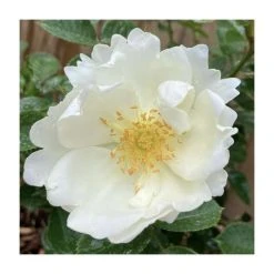 'Starlight Symphony' Potted Climbing Rose | 5L Pot