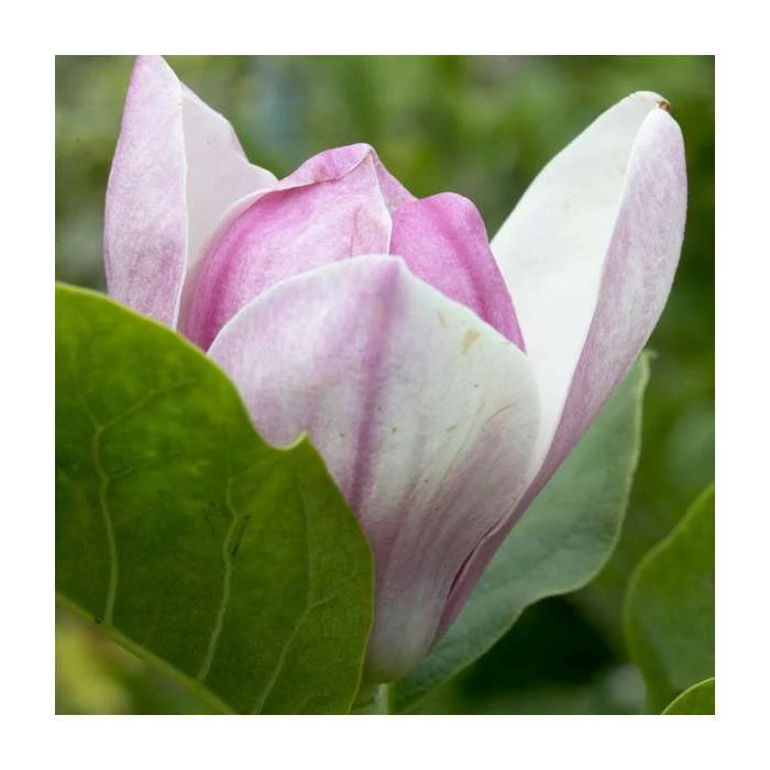 Magnolia 'Satisfaction' | 15L Pot | 200-240cm Full Standard 2 Magnolia 'Satisfaction' | 15L Pot | 200-240cm Full Standard - Image 2