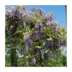 Roots Shop -Roots Shop PL9320 add image 1 9ab9