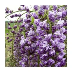 50-90cm Wisteria Floribunda 'Kokuryu' | 'Black Dragon' | 3L Pot -Roots Shop PL9320 add image 2 1a12