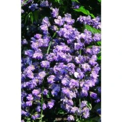 50-90cm Wisteria Floribunda 'Kokuryu' | 'Black Dragon' | 3L Pot -Roots Shop PL9320 add image 3 0574