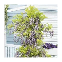 Roots Shop 10 50-90cm Wisteria Floribunda 'Kokuryu' | 'Black Dragon' | 3L Pot