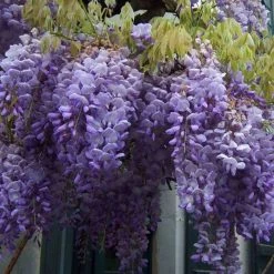 Wisteria sinensis