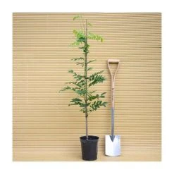 50-90cm Wisteria Sinensis 'Prolific' | 3L Pot -Roots Shop PL9324 add image 1 a049