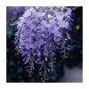 50-90cm Wisteria Sinensis 'Prolific' | 3L Pot