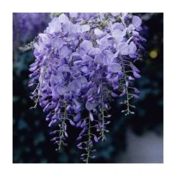 Roots Shop 3 50-90cm Wisteria Sinensis 'Prolific' | 3L Pot