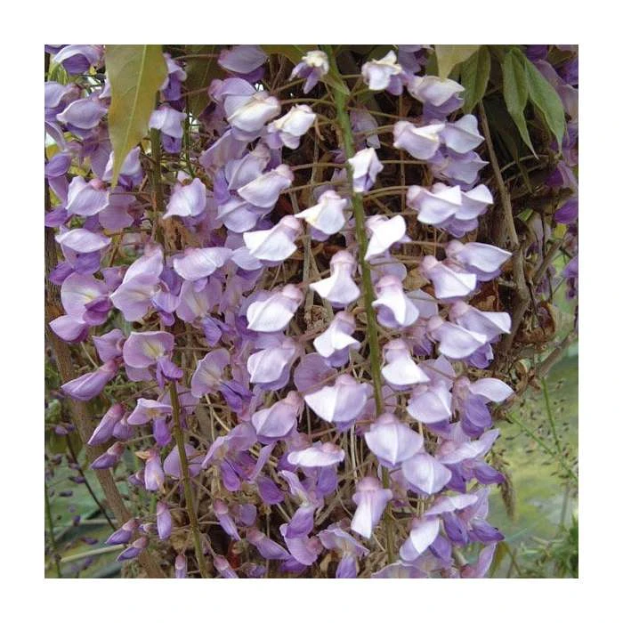 Wisteria floribunda 'Harlequin' | 3L Pot 1 Wisteria floribunda 'Harlequin' | 3L Pot