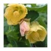 50-90cm Abutilon 'Canary Bird' | Indian Mallow | 3L Pot