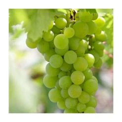 50-90cm Vitis vinifera 'Lakemont' | Seedless Outdoor Grape Vine | 3L Pot