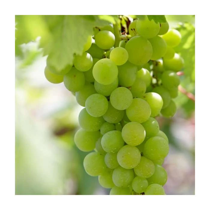 50-90cm Vitis vinifera 'Lakemont' | Seedless Outdoor Grape Vine | 3L Pot 1 50-90cm Vitis vinifera 'Lakemont' | Seedless Outdoor Grape Vine | 3L Pot
