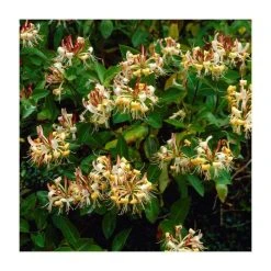 Evergreen Climbing Plant Collection | 3 x 3L Pots -Roots Shop PL9538 add image 4 caed