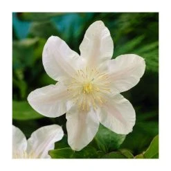 Full Season Clematis Collection | 3 x 3L Pots -Roots Shop PL9540 add image 3 1eba