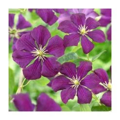 Full Season Clematis Collection | 3 x 3L Pots -Roots Shop PL9540 add image 4 20ce