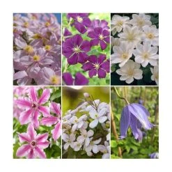 Full Season Clematis Collection | 3 x 3L Pots