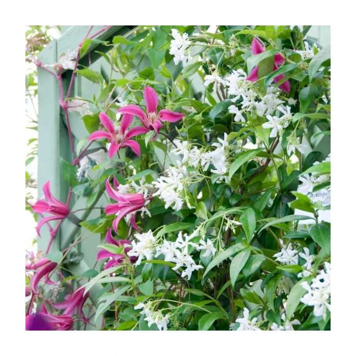 Flowering Pergola Collection | Jasmine, Clematis, and Passion Flower Mix | 3 x 3L Pots 3 Flowering Pergola Collection | Jasmine, Clematis, and Passion Flower Mix | 3 x 3L Pots - Image 3