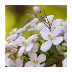 Flowering Pergola Collection | Jasmine, Clematis, and Passion Flower Mix | 3 x 3L Pots 9 Flowering Pergola Collection | Jasmine, Clematis, and Passion Flower Mix | 3 x 3L Pots -Roots Shop PL9541 add image 4 bd3b