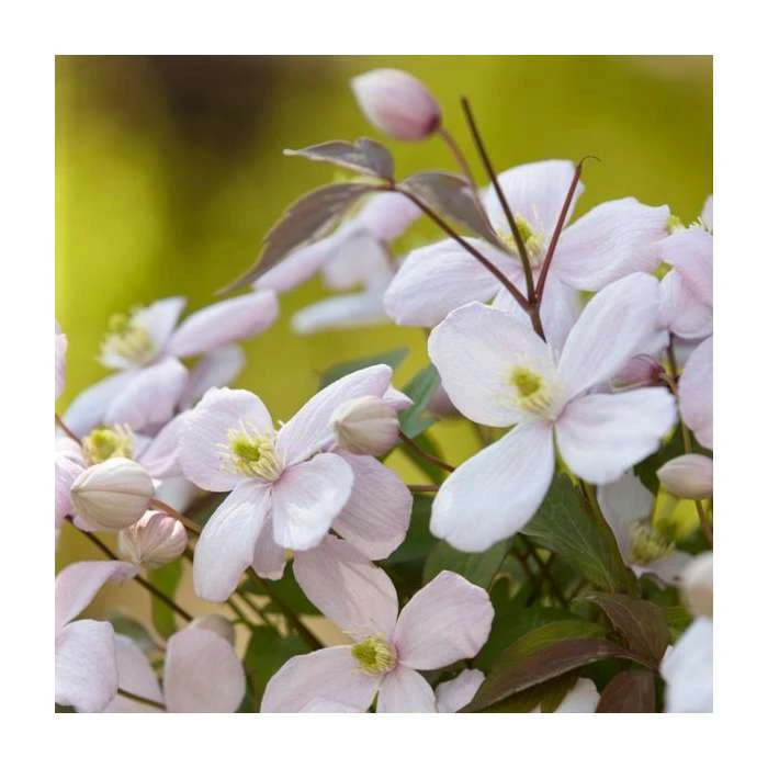 Flowering Pergola Collection | Jasmine, Clematis, and Passion Flower Mix | 3 x 3L Pots 5 Flowering Pergola Collection | Jasmine, Clematis, and Passion Flower Mix | 3 x 3L Pots - Image 5