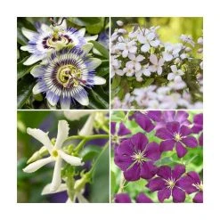 Flowering Pergola Collection | Jasmine, Clematis, and Passion Flower Mix | 3 x 3L Pots