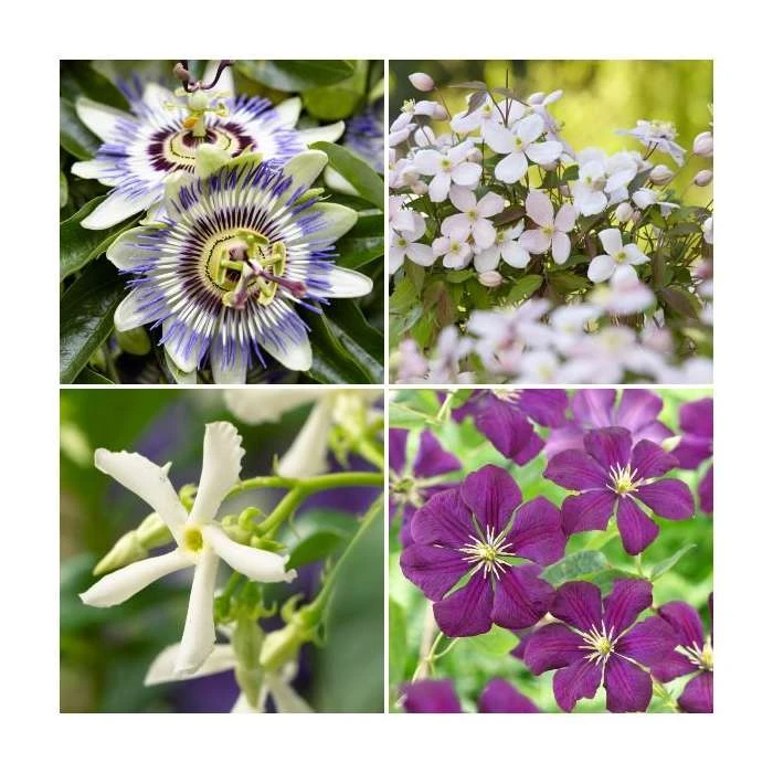 Flowering Pergola Collection | Jasmine, Clematis, and Passion Flower Mix | 3 x 3L Pots 1 Flowering Pergola Collection | Jasmine, Clematis, and Passion Flower Mix | 3 x 3L Pots