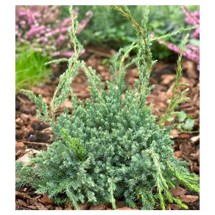 Juniperus squamata 'Blue Carpet' | Himalayan Juniper 1 Juniperus squamata 'Blue Carpet' | Himalayan Juniper