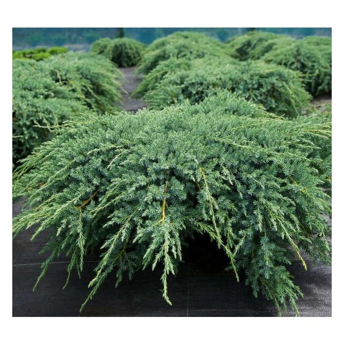Juniperus squamata 'Blue Carpet' | Himalayan Juniper 2 Juniperus squamata 'Blue Carpet' | Himalayan Juniper - Image 2